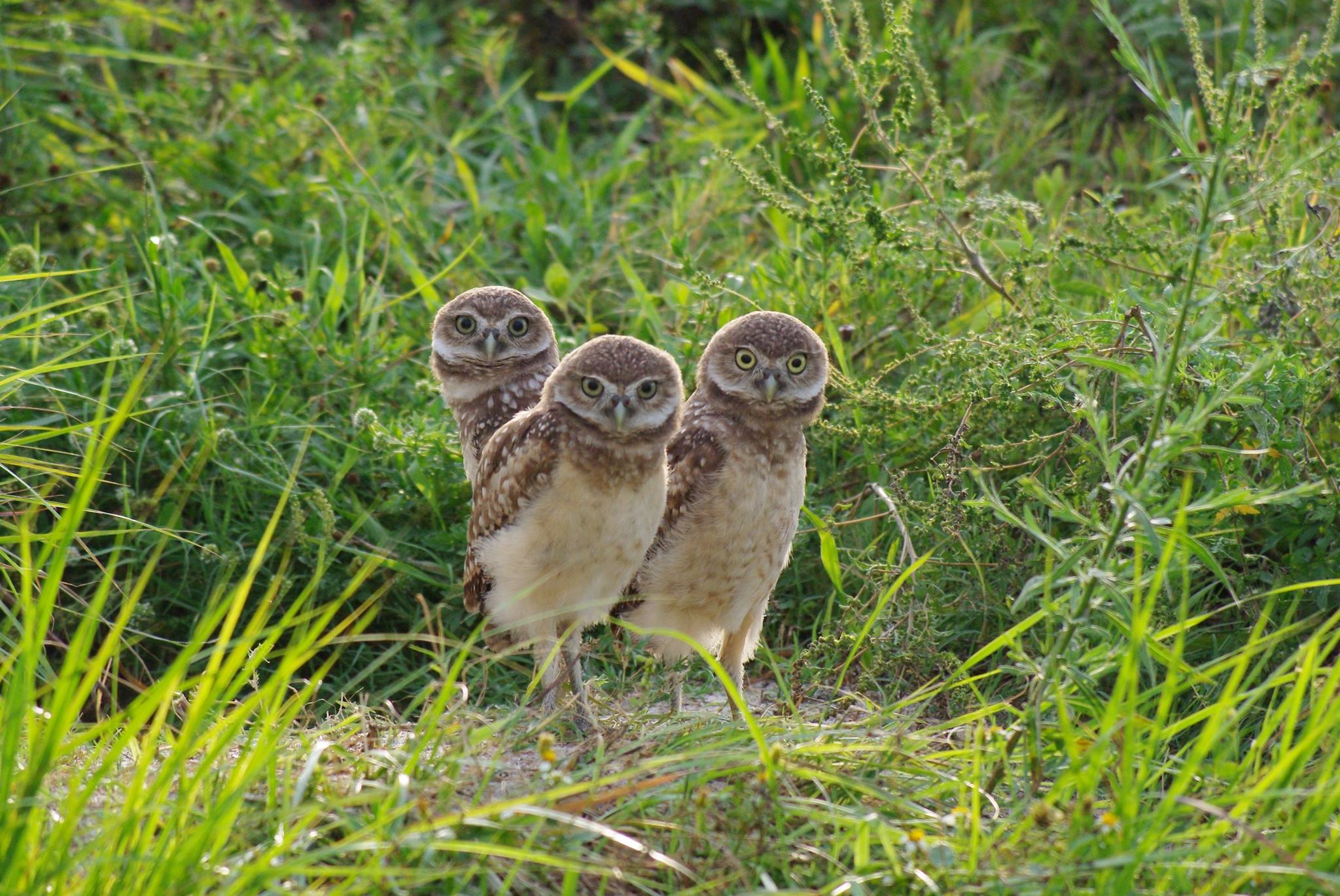 Burrowing Owls