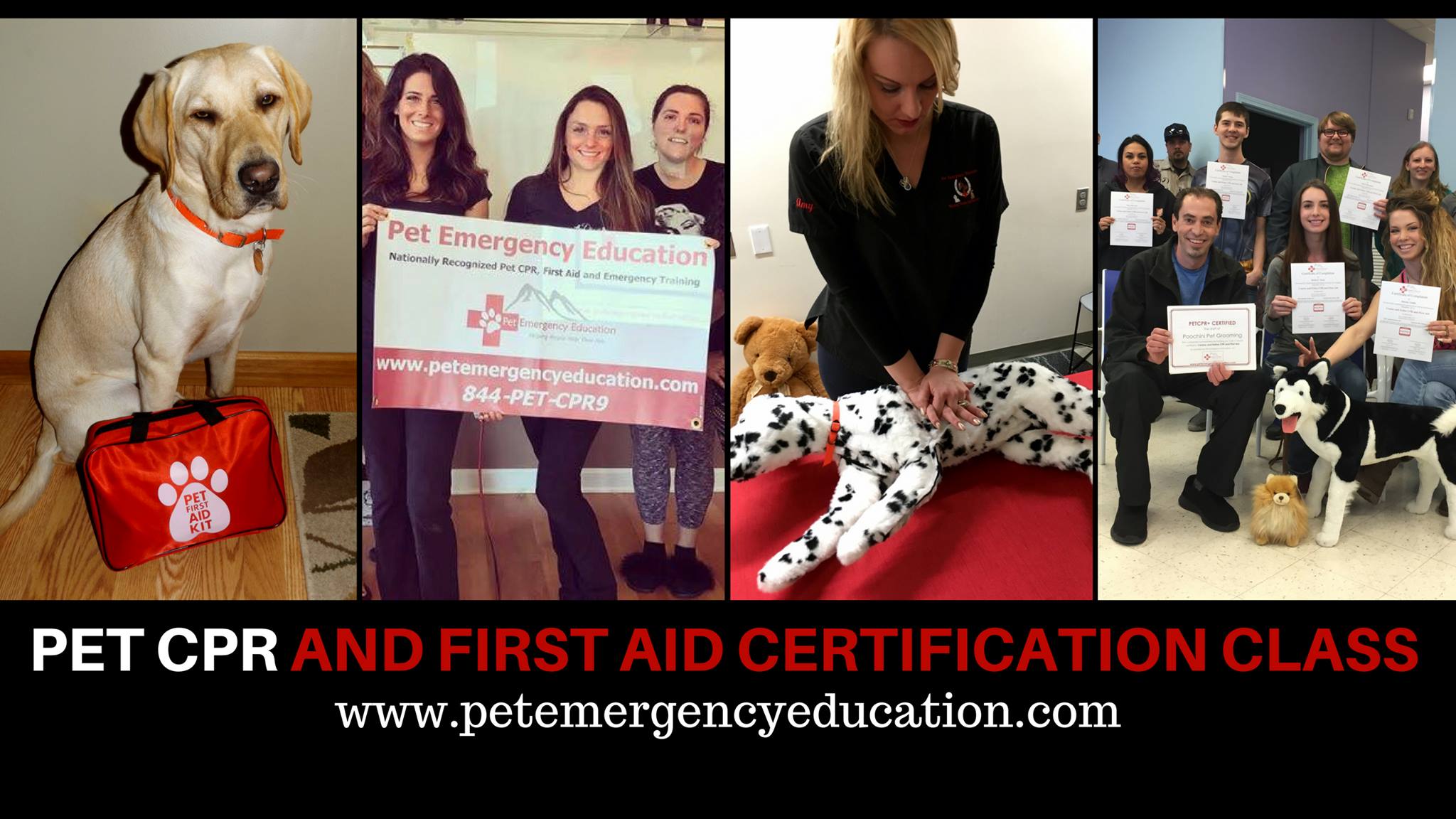 Pet CPR and First Aid Certification Class