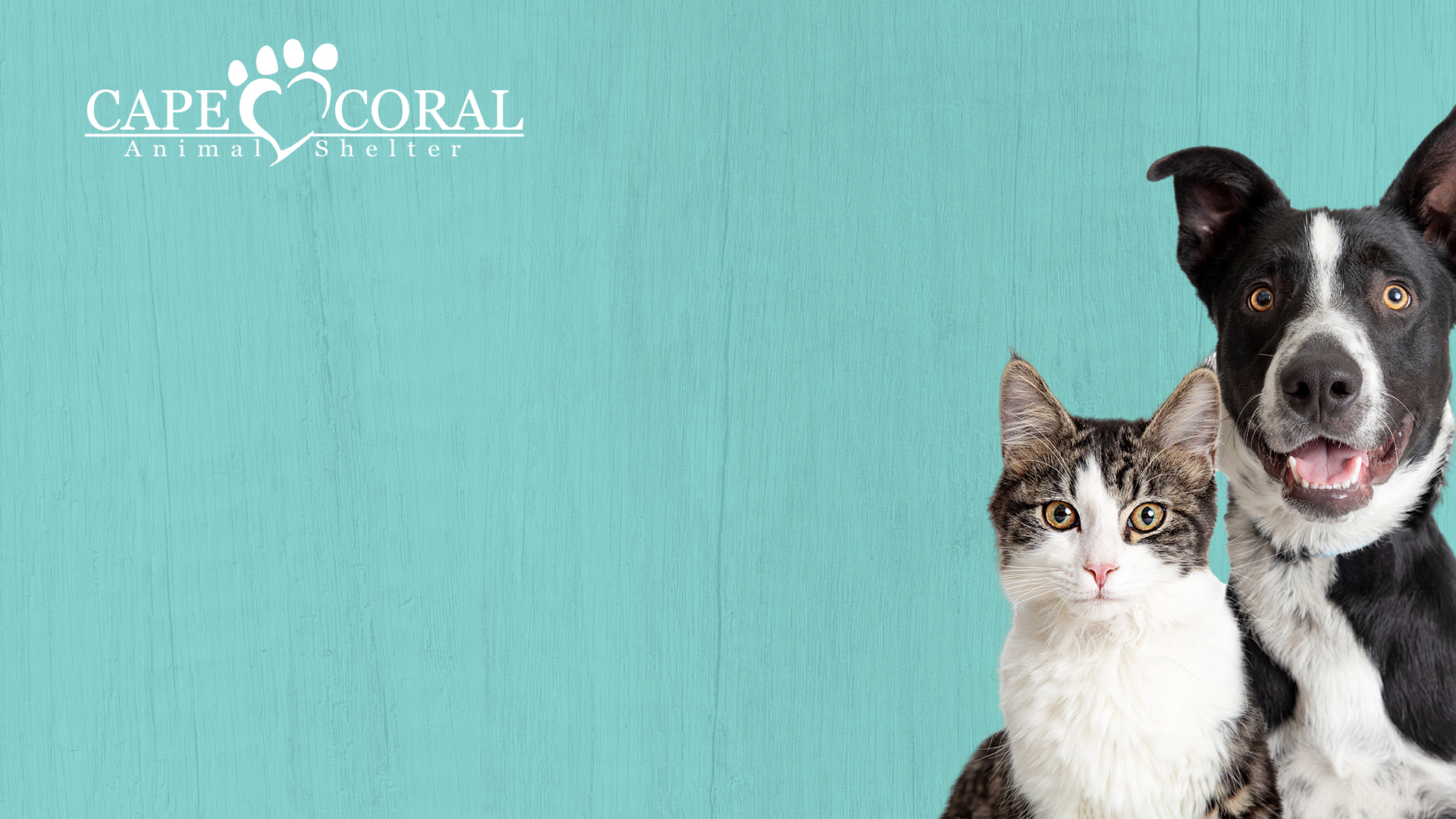 Free CCAS Virtual Backgrounds Cape Coral Animal Shelter