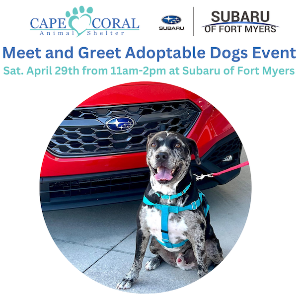 CCAS and Subaru Meet and Greet Adoptable Dogs Event