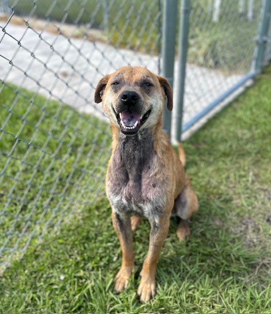 dog outside next to a fence at animal shelter looking up
