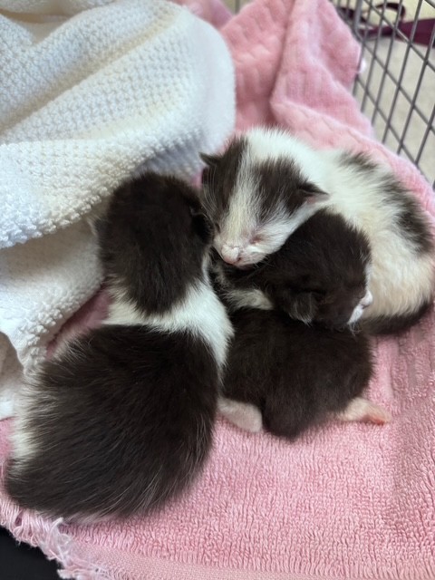 three kittens at the Cape Coral Animal Shelter being cared for
